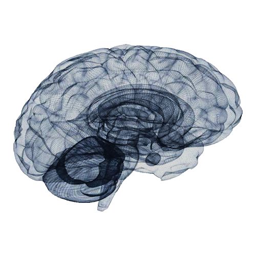 Illustration of the human brain, symbolizing the mind